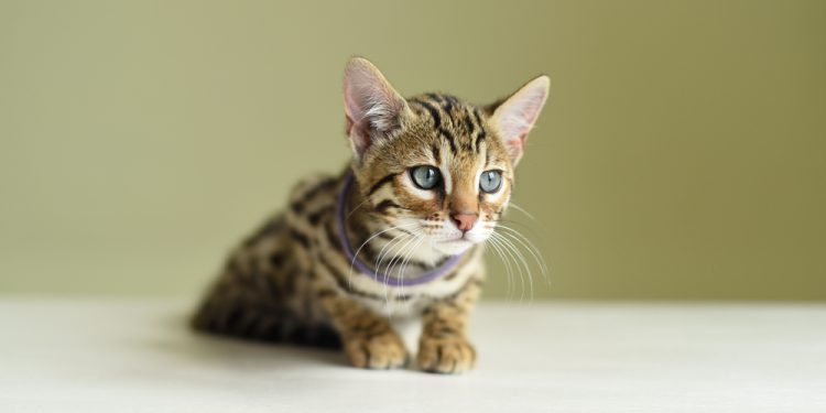 When Can Kittens Leave Their Mom? Vet-Verified Facts & FAQ