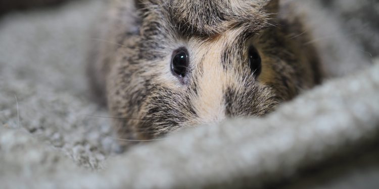 Piggie Puzzles: Decoding Common Guinea Pig Behaviors Unveiled