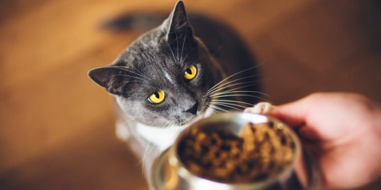 How to Tell if a Cat Is Hungry: Vet-Approved Facts & Nutrition Guide