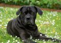 Pros and Cons of a Cane Corso
