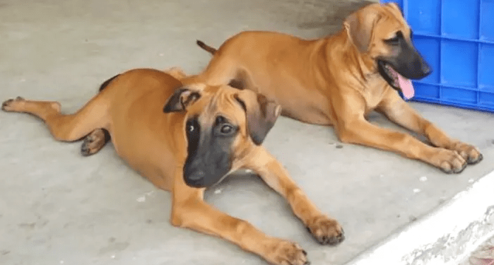 Kombai Dogs: History, Traits, and Care of India’s Guard Dog