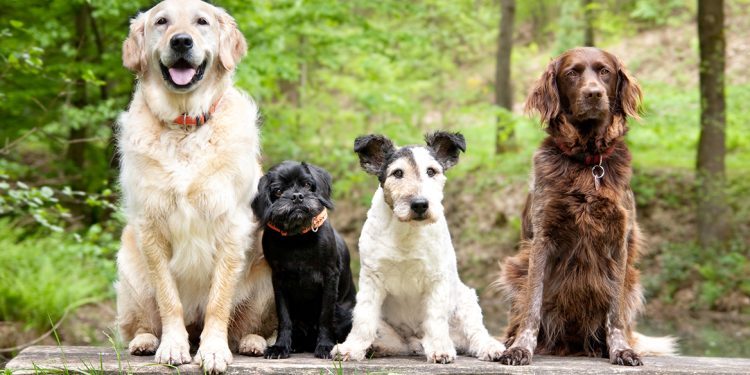 16 Best Dogs for First Time Owners