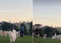 Video Shows What Happens When an Ambulance Passes the Dog Park