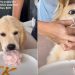 Video: Golden Retriever Puppy Practically Inhales Sweet Treat