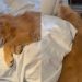 Video: Golden Retriever Dad-Daughter Have Very Different Mornings