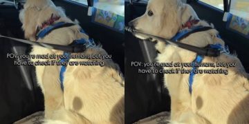 Video: Golden Retriever Is Angry at Humans but Can’t Resist Doing This
