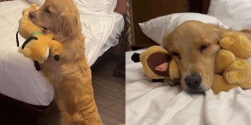Video: Golden Retriever’s Hotel Routine Must Include ‘Uppies’
