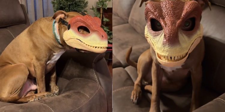 Video: Pit Bull Turns Into Cutest Dinosaur With Mask On