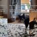 Video: Dog Notifies Owners When Furry Sister Breaks House Rule