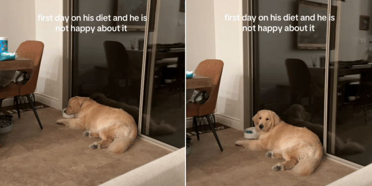 Video: Golden Retriever Is Unhappy After Only One Day of Dieting