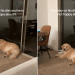 Video: Golden Retriever Is Unhappy After Only One Day of Dieting