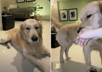 Video: Golden Retriever Loves Mom’s Baby Voice & Reacts This Way