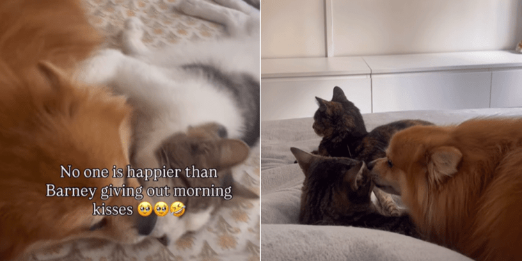 Dog Starts the Day by Giving Morning Kisses to Everyone