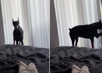 ‘Dramatic’ Doberman Does This When Breakfast Is Late