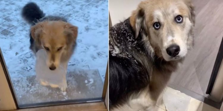 Video: Dog Casually Carries a Chunk of Ice Inside the House
