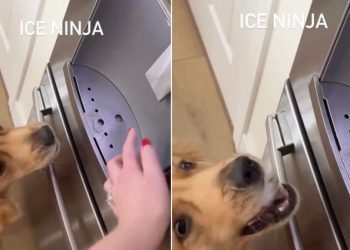 Video: Golden Retriever’s ‘Ice Ninja’ Skills Are Tough To Beat