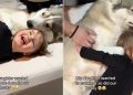 Video of Husky Cuddling With a Kid Will Make Your Day