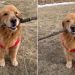 Video: Golden Retriever Strikes a Pose With His Stick