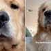 Video: Golden Retriever’s Little ‘Boofs’ Will Make Your Day