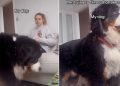 Video: Dog Interrupts Owner’s Filming With a Majestic Pose