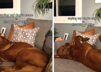 Dog Ignores His Name but Responds to the Sound of Chips in Funny Video