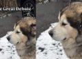 Video: Dog Doesn’t Let Snow Stop Him From Supervising His Dad