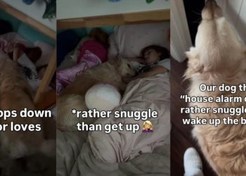 Golden Retriever Tries to Wake the Kids — Ends Up Snuggling Instead