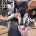 Video: Dog Siblings Have Wildly Different Thoughts on Ice Cubes