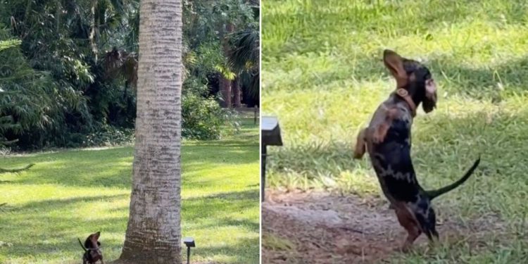 Video of Tiny Dog Chasing Squirrels Up a Tree Melts Hearts