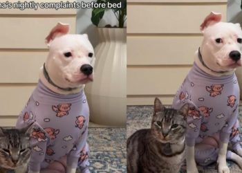 Video: Dog Has Complaints to File Every Day Before Bedtime