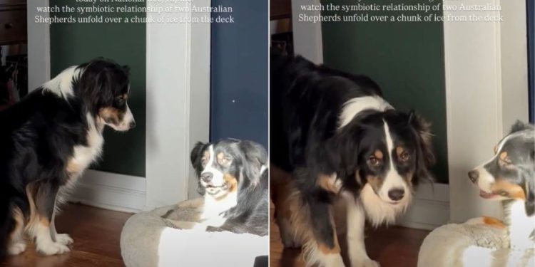 Video of Dog Siblings Bonding Over a Chunk of Ice Is Everything