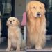 Video: Golden Retriever Siblings Go Viral for How Synchronized They Are