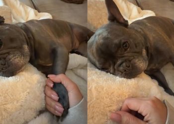Video: Dog Demands His Hand Be Held During Naptime