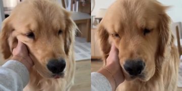 Video: Golden Retriever Is ‘Mushiest Baby’ After Nap