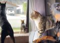 Video Shows Dog & Cat Unbelievably in Sync