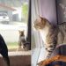 Video Shows Dog & Cat Unbelievably in Sync