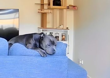 Camera Footage Reveals What Dog Does While Owner Is Away