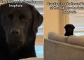 Labrador Begs for Food From a Distance in Hilarious Video