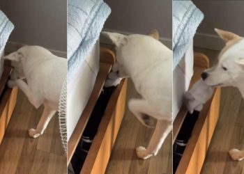 Video: Dog Is Totally Nonchalant About Stealing Socks