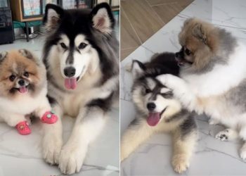Video: Pomeranian’s Life Changes After Husky Sibling Arrives
