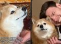 Senior Dog & Owner’s Boyfriend’s Interaction Goes Viral for a Reason