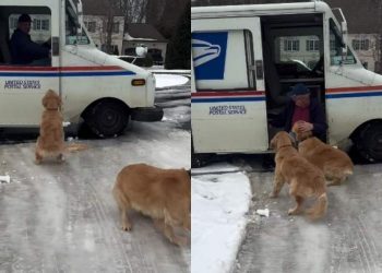 Video: Golden Retrievers React When Mailman Arrives