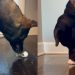 Video: 3 Dogs’ Reaction to Egg Is Strikingly Different