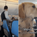 Video: Golden Retriever Hears His Two Favorite Words & Is Suddenly Alert