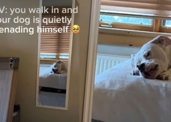 Dog Serenades Himself in Adorable Video