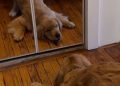 Golden Retriever Puppy Has a Nemesis, but It’s Not What You Think