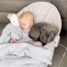 Video Captures Staffy Pup Wanting To Take a Nap With Baby