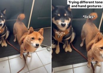 Video: Dog Doesn’t Know What to Do When Asked to Sit