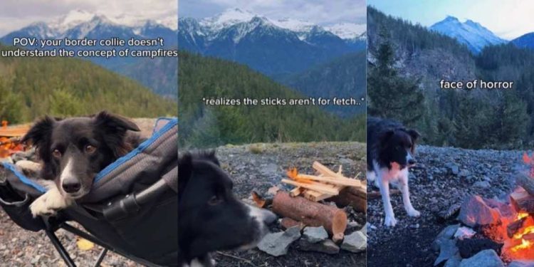 Video: Dog Fails To Understand Concept of Campfires