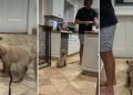 Golden Retriever Puppy Wants to Be Where Dad Is in Adorable Video